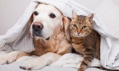 Pet Care Services